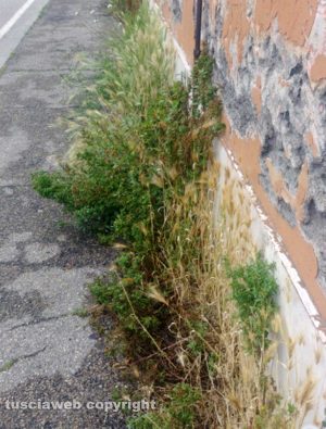Viterbo - Erbacce alte in via della Pila