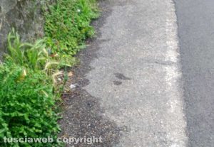 Viterbo - Erbacce alte in via della Pila