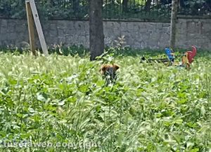 Viterbo - Grotticella - Il cane nascosto dall’erba alta