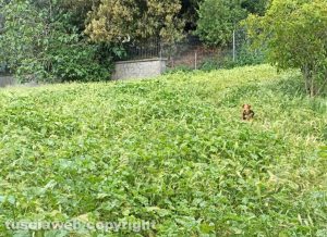 Viterbo - Grotticella - Il cane nascosto dall’erba alta