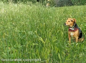 Viterbo - Grotticella - Il cane nascosto dall’erba alta