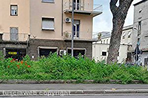 Viterbo - Erba alta a piazzale Gramsci