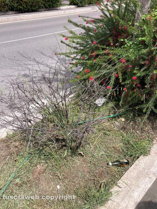 Viterbo - Erbacce, piante secche e immondizia in via Genova 