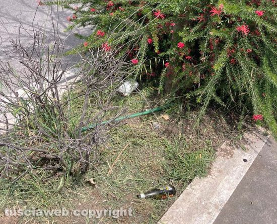 Viterbo - Erbacce, piante secche e immondizia in via Genova 