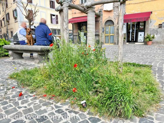 Viterbo - Piazza San Faustino