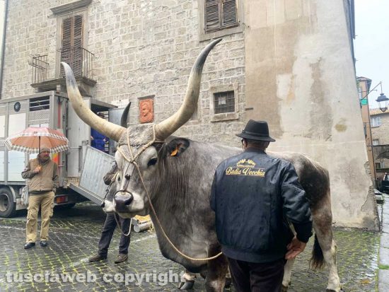 Viterbo - I buoi per il carro del Santissimo Salvatore 