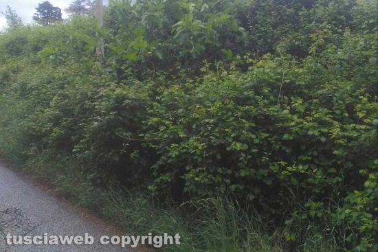 Vetralla - Le erbacce in strada Campo Giordano