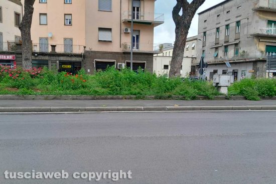 Viterbo - L'erba alta a piazzale Gramsci
