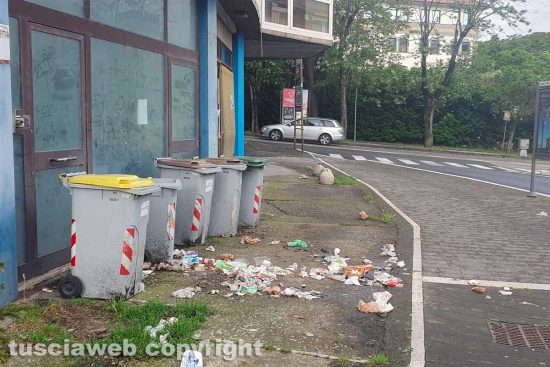 Viterbo - Cinghiali in azione in via Genova