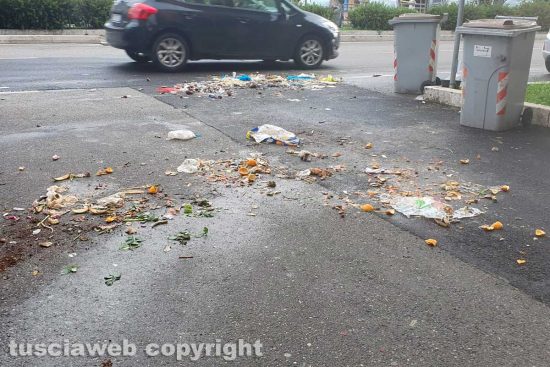Viterbo - Cinghiali in azione in via Genova