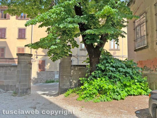 Viterbo - La scuola primaria Fantappie