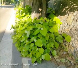 Erba alta a viale Trieste
