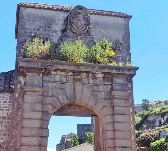 Viterbo - Erbacce sopra porta Faul