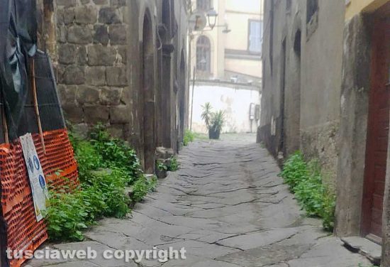 Viterbo - Erbacce nei vicoli del centro