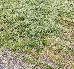 Viterbo - L'erba non raccolta al Parco della Solidarietà