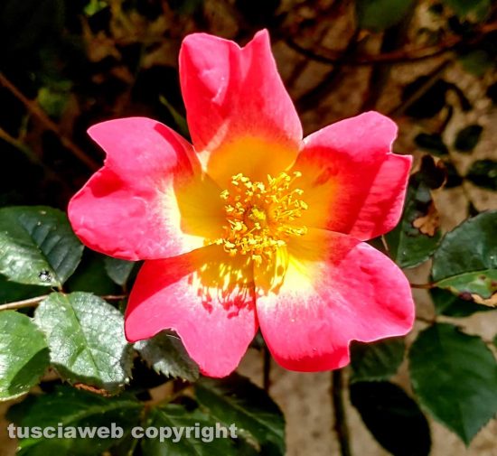 Rosa giallo rossa