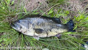 Catturato un black bass di circa 3,5 kg