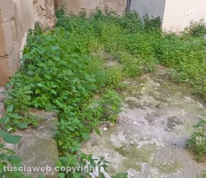 Viterbo - Erba alta