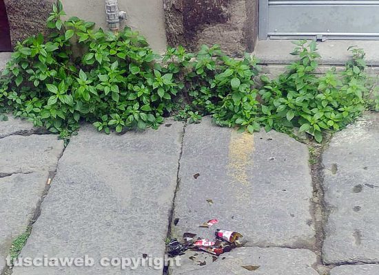 Viterbo - Erbacce nei vicoli del centro 