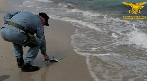 Calasetta - Squalo spiaggiato partorisce 20 cuccioli poi muore