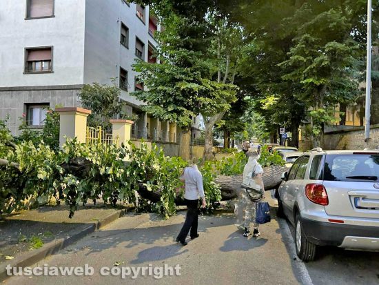 Viterbo - Albero crolla a viale 4 Novembre e distrugge un'auto