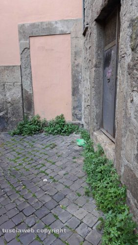Viterbo - Erbacce nel centro storico