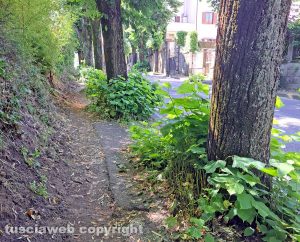 Viterbo - Marciapiede coperto dalle erbacce in via Santa Maria in Gradi