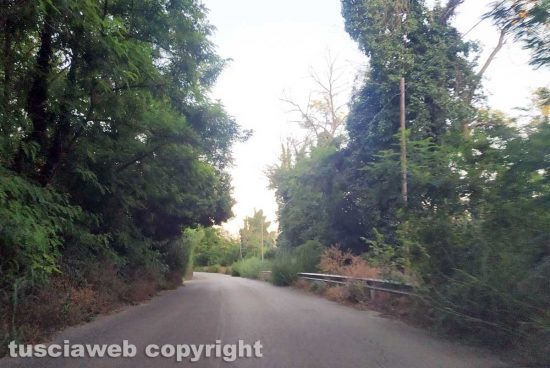 Orte - Alberi ed erbacce invadono la provinciale 84