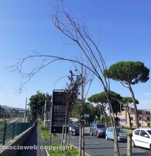 Viterbo - Viale di Porta Romana