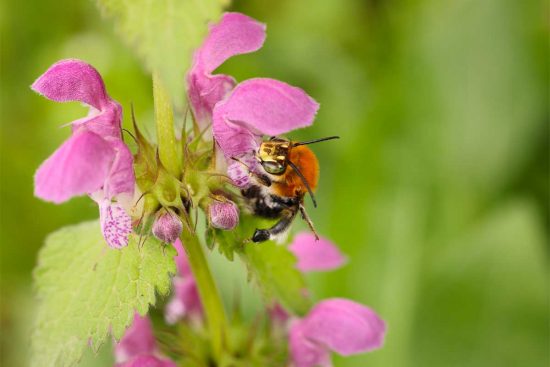 Una giornata dedicata alla conoscenza degli insetti impollinatori della città di Viterbo