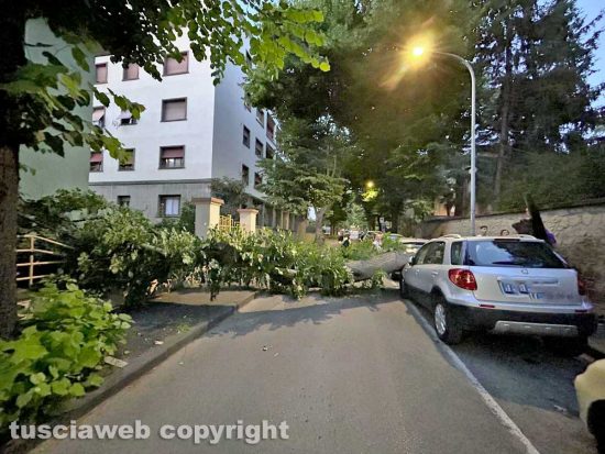 Viterbo - Albero crolla a viale 4 Novembre e distrugge un'auto