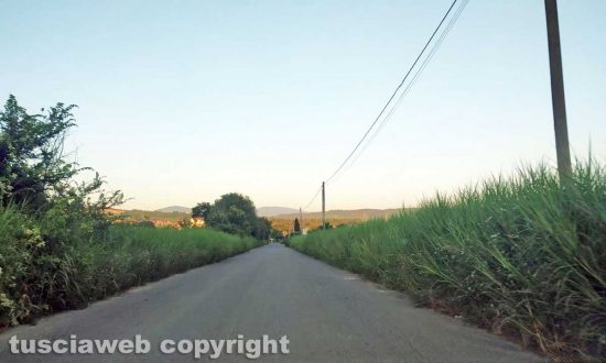 Orte - Alberi ed erbacce invadono la provinciale 84