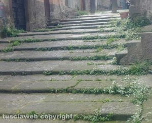 Viterbo - Erbacce a Pianoscarano