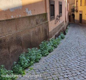 Viterbo - Erbacce nel centro storico