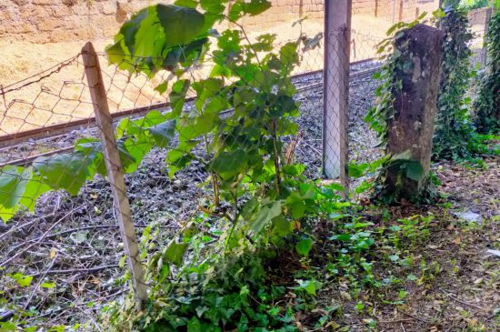 Vignanello - Il giardino comunale nel degrado