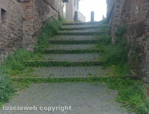 Viterbo - Erbacce a Pianoscarano