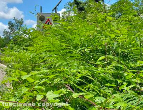 Viterbo - Segnali coperti dal verde - Cassia sud, prima del semaforo dove c’è stato incidente mortale