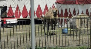 Il circo di animali a Viterbo