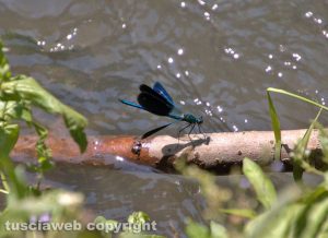 Una libellula