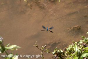 Una libellula