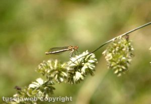 Una libellula