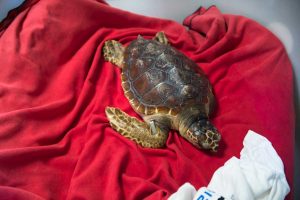 La tartaruga Caretta Caretta Gui torna in mare