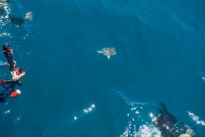 La tartaruga Caretta Caretta Gui torna in mare