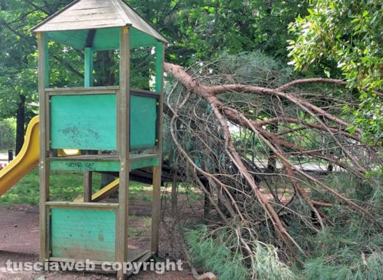 Viterbo - Albero crolla su una panchina al parco Campo Graziano alla Quercia
