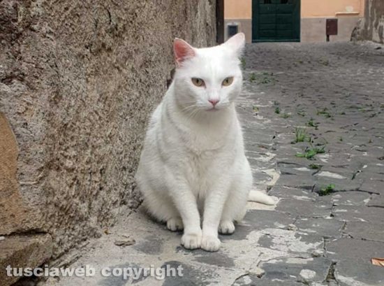 La gattina Fiocca