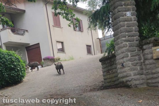Viterbo - Cinghiali in via Monte Cervino