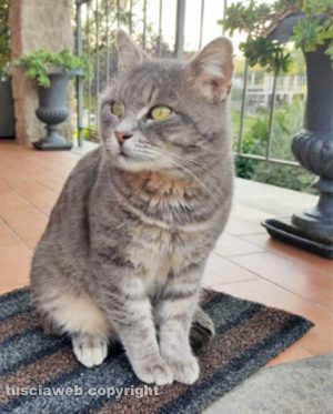 Il gatto Icaro