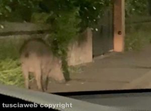 Viterbo - Un cinghiale a piazza Crispi