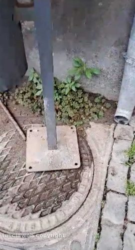 Viterbo - Cestino non fissato a terra in via San Pellegrino
