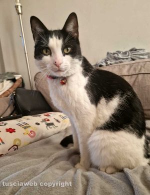 Il gatto Rocky